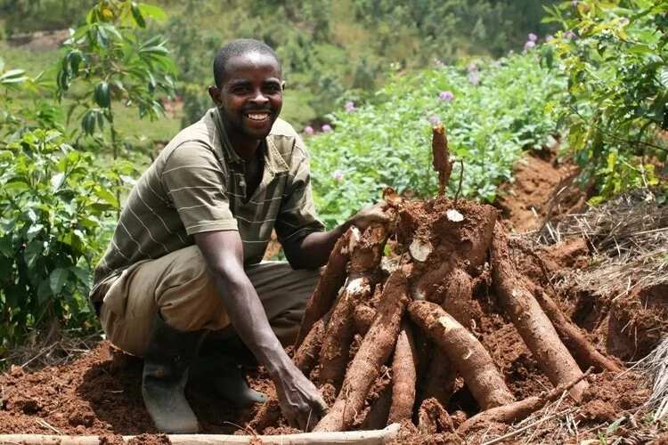farming, agriculture